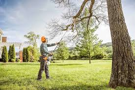 Best Root Management and Removal  in Lame Deer, MT