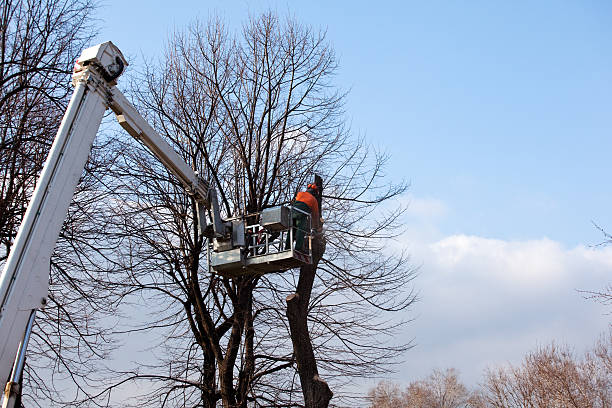 Professional Tree Care in Lame Deer, MT