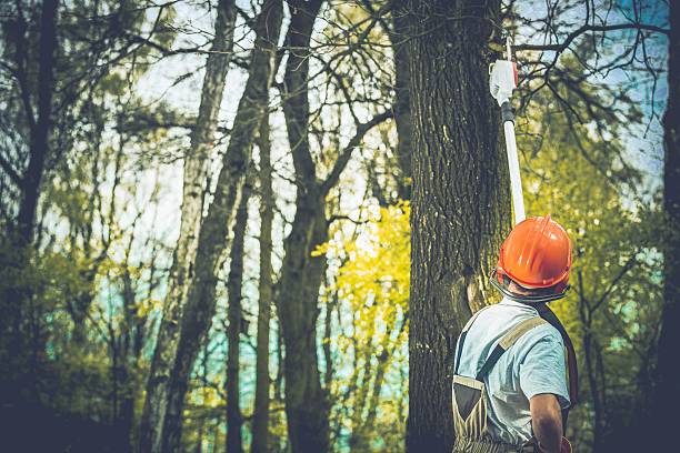 Trusted Lame Deer, MT Tree Care Experts